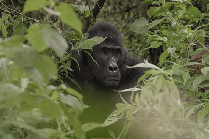 Cameraman Vianet Djenguet captures the face of the forest's 500-pound silverback.