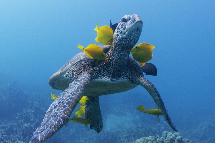 Experience the soul of the ocean in a never-before-seen look at life underwater.