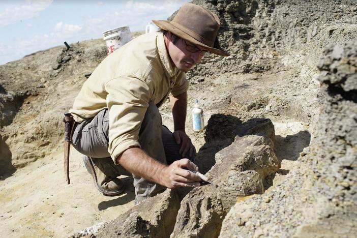 This might be the first time in 66 million years that this leg has seen the light of day.