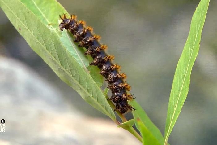 How cutting-edge engineering borrows nature's innovations