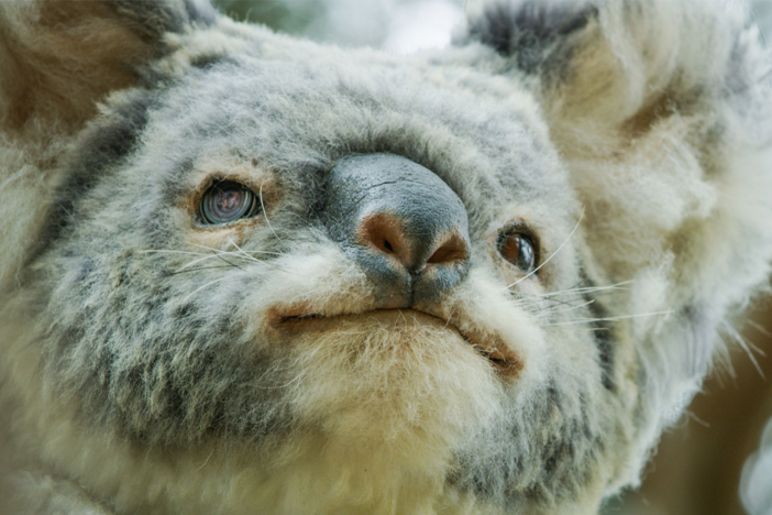 Spy koala captures two male koalas fighting, a moment rarely filmed.