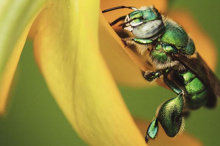 Travel south down Mexico’s mountain spine to discover its amazing wildlife and culture.