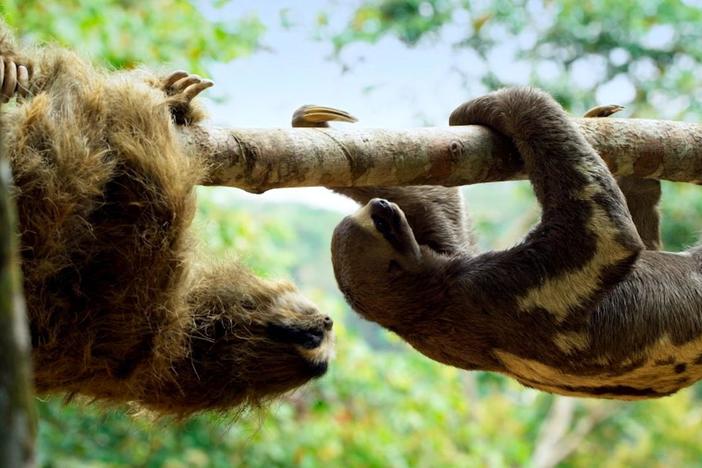 A robotic camera reveals why you don't want to hug a sloth. 