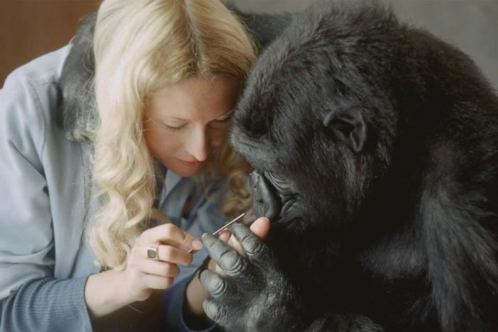 Although Penny and Koko were now deeply bonded, Koko still belonged to San Francisco Zoo.