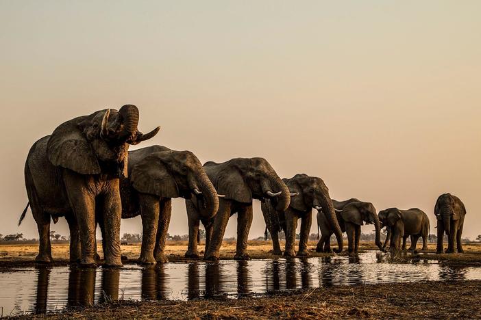 Experience the array of wildlife of the Okavango Delta.