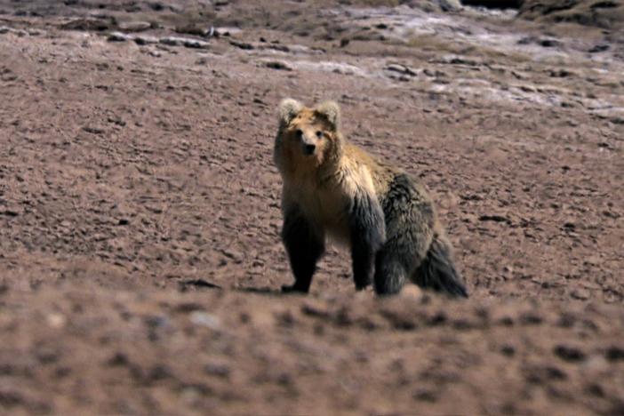 A Himalayan brown bear and a Tibetan fox go on the hunt.