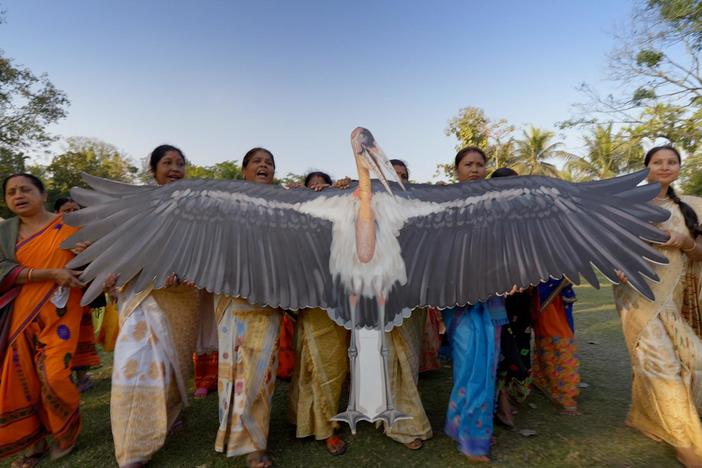 In northeastern India, the greater adjutant stork has been considered an ill omen for generations.