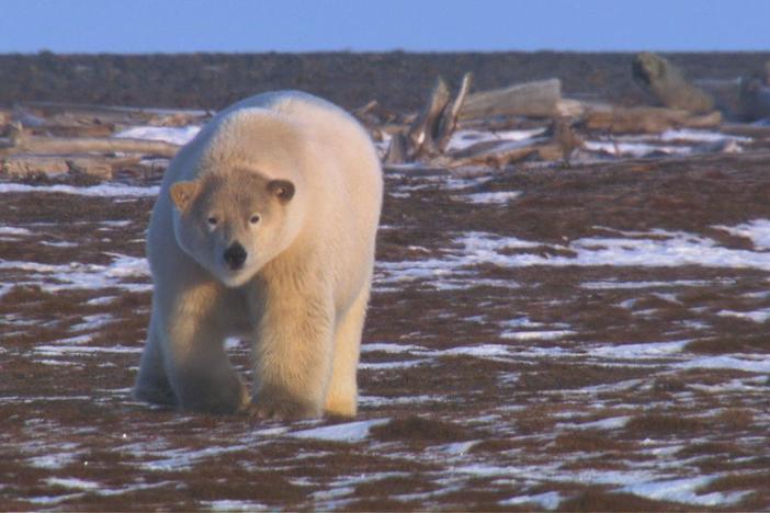 Ecologist Chris Morgan decides to head out after an agitated polar bear approaches.