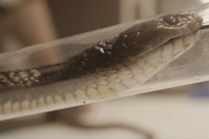 A carer carefully attempts to save one of Australia's venomous snakes, the Tiger snake.