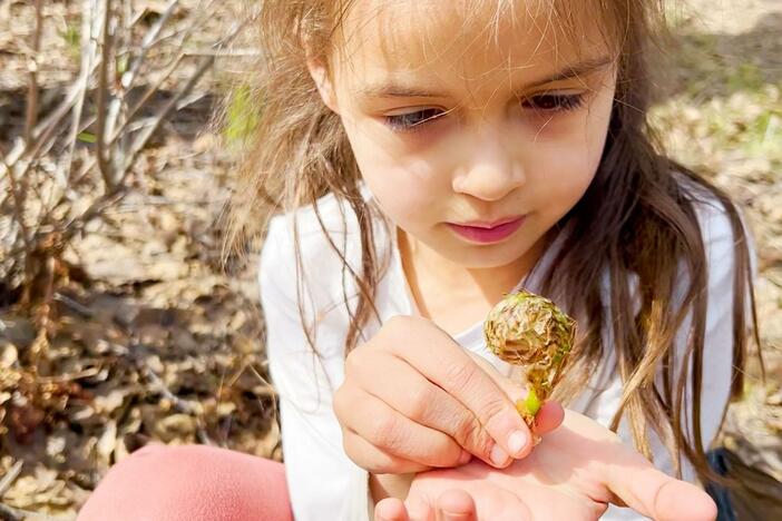 Ida and her family look for special plants along the trail to take home for dinner - yum!