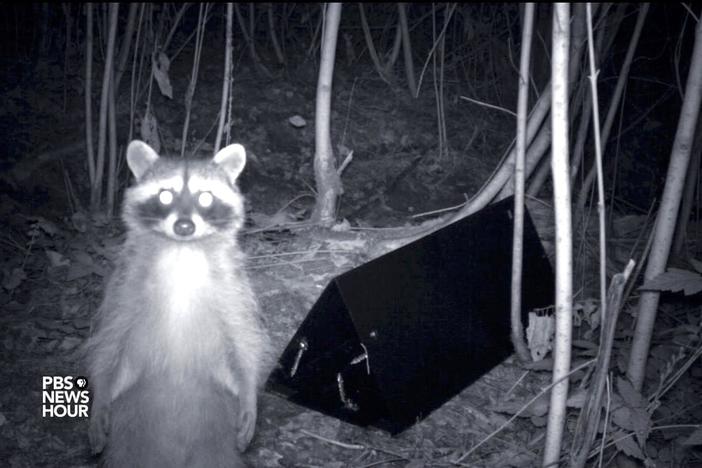 Researchers are peeking into the lives of animals who are trying to make it in the city.