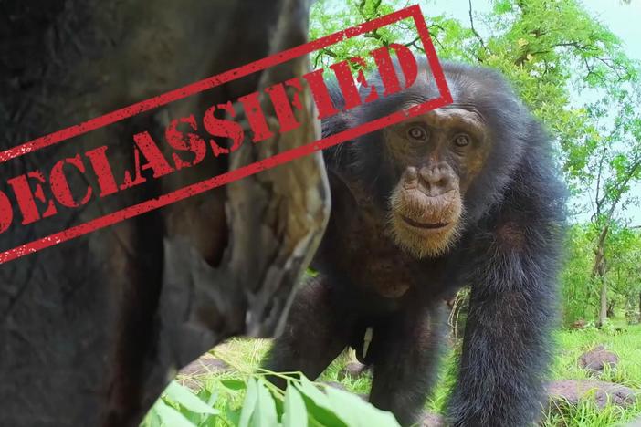 A series producer for "Spy in the Wild" recalls the humorous behavior of some wild chimps.