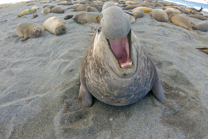 From penguin chicks to elephant seals to polar bears, the spies meet polar animals.