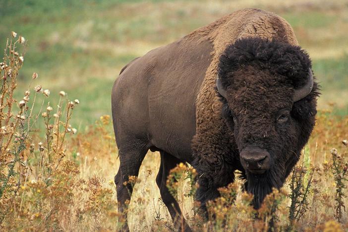 Restoring the Buffalo; Larry Brilliant; Bethlehem’s Holy Family Hospital