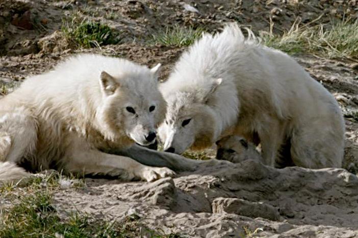 It's the first time this behavior has ever been filmed!