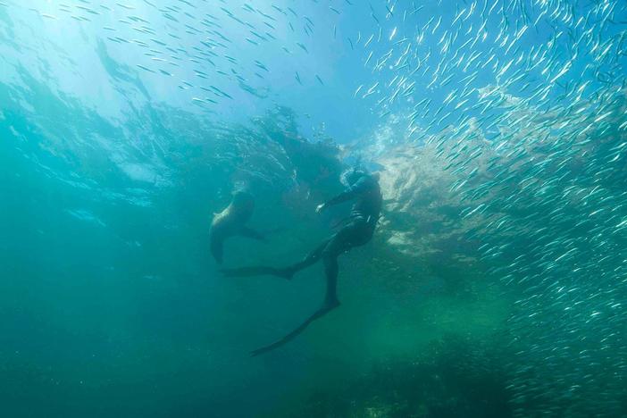 Steve attempts to attract a squadron of Mobula but gets a frenzy of fish instead.