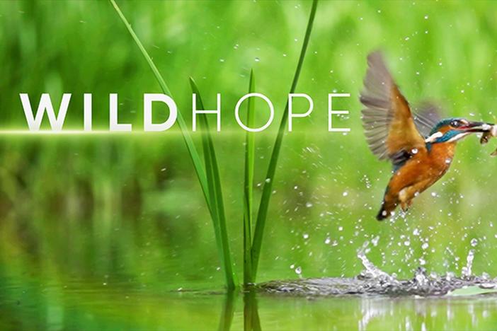 WILD HOPE highlights the intrepid changemakers who are restoring our wild places.