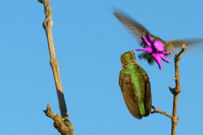The male Costa's hummingbird tries to woo a mate with a face that resembles an octopus! 