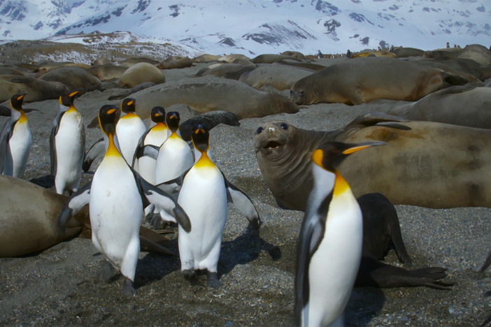 Back from hunting, these penguin parents must tiptoe around elephant seals to feed babies.