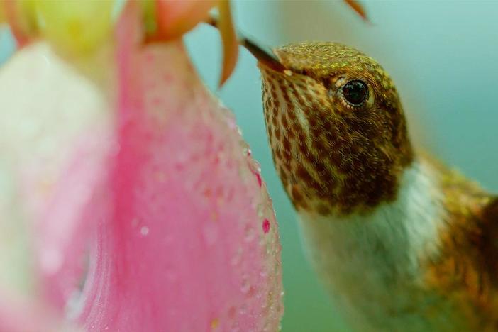 No bigger than a human thumb, the Volcano hummingbird exists only in the Talamancas.