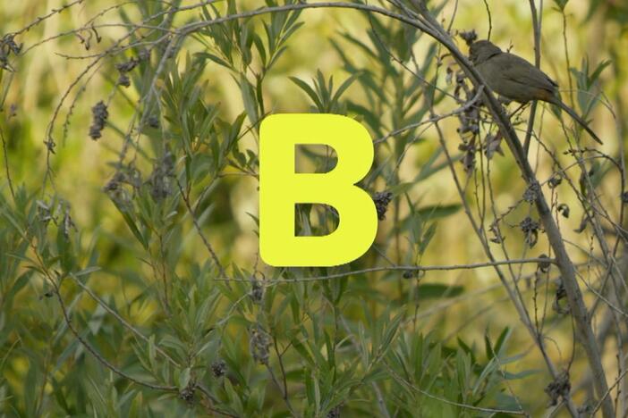 B is for birds. There are all the different types of birds.