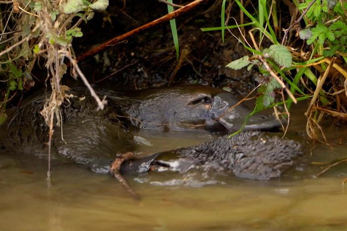 Two platypuses come together to mate.