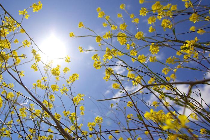 Get spring savvy with these fun facts about the season!