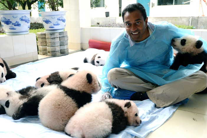 How rare is a baby panda? China has invested billions in trying to breed them.
