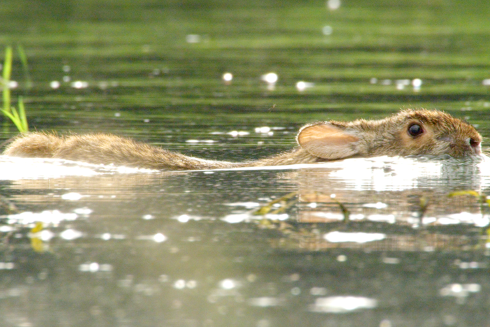 For the first time caught on camera, swamp bunnies are captured swimming.