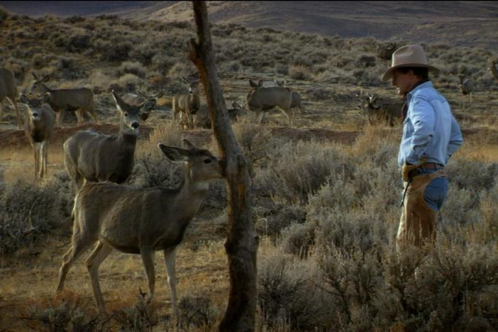 Joe Hutto is included in a profound moment of reunion among a mule deer herd.