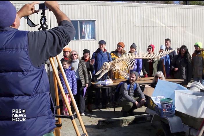 A group of scientists use a dolphin graveyard to uncover how the majestic mammals live.