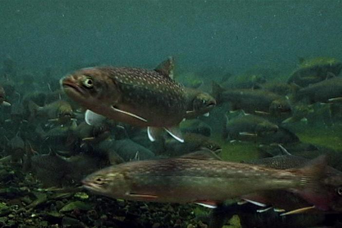 It's taken all spring and summer, but salmon finally return to Admiralty Island to spawn.