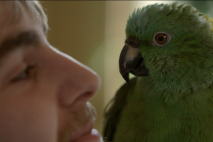 Basil, taken from the wild in Honduras, landed in Massachusetts with a loving family. 