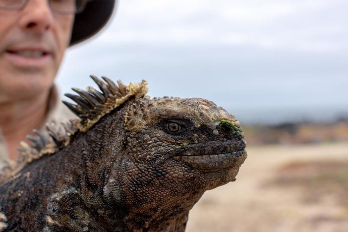 Greg Lewbart is catching marine iguanas to study their unusual shrinking adaptation.