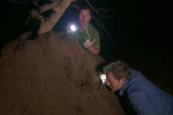 Termites spend the night building up their mound.