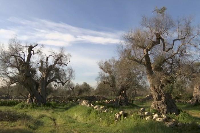 Disease threatens Italy’s once booming olive oil industry