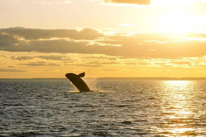 Lobster industry says regulations to save right whales will push them out of business