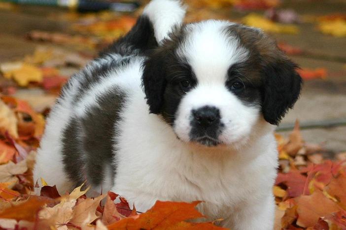 Learn about the traits we most prize in dogs, and the bizarre jobs they were bred for. 