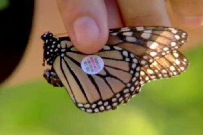 Chris and Martin follow the migration of monarch butterflies.