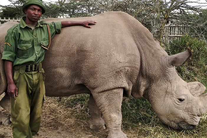 "The Last Rhino" introduces viewers to Sudan, the last male Northern White Rhinoceros.