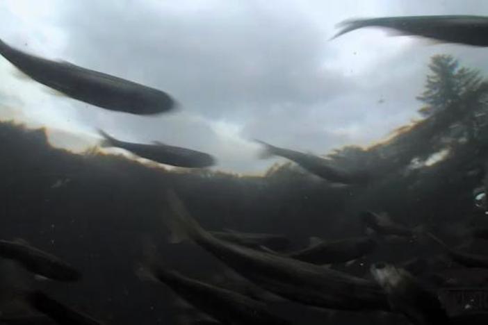 An overview of salmon's journey after being released from the hatcheries into the wild.