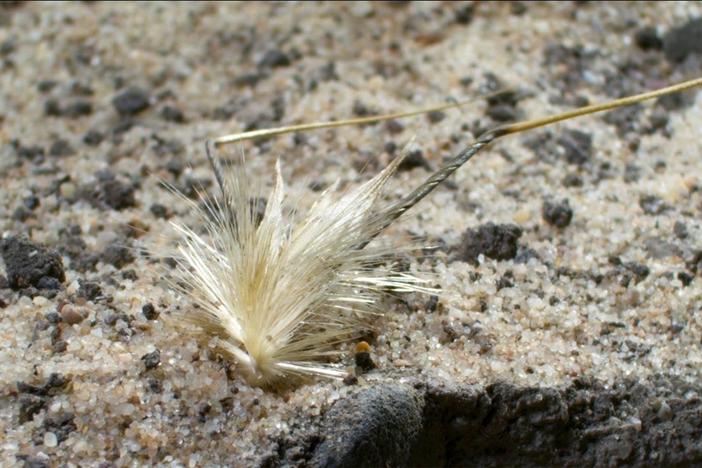 Some plants developed adaptations that were unhelpful for the cultivation of crops.