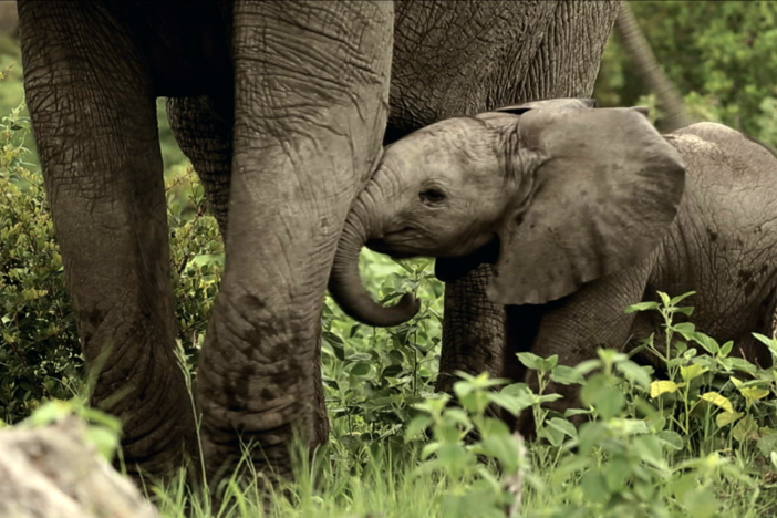A baby elephant, only days old, chases birds on the African savannah. 