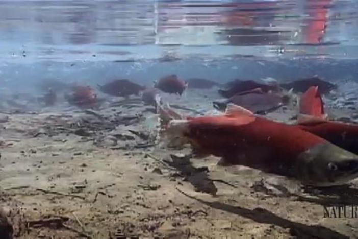 A brief look into the life and death of wild salmon in the Pacific Northwest.
