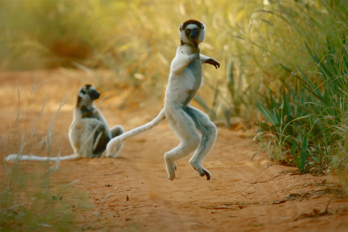 Sifakas have trouble walking on all fours, so they pogo.
