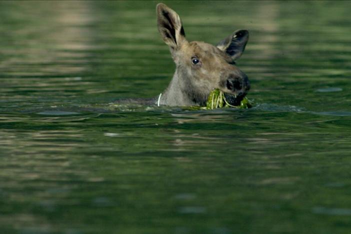 For moose, swimming is an important survival skill. 