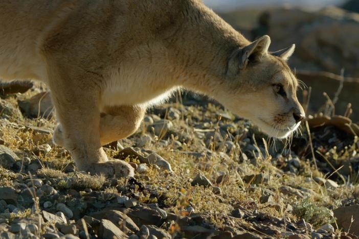 A mother puma hunts in order to feed her three hungry cubs.