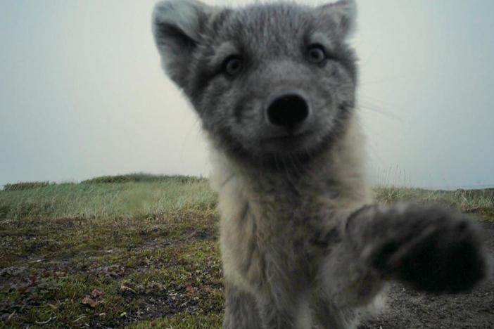 Motion sensor cameras are no match for mischievous foxes!