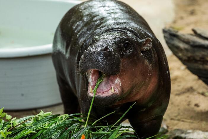 Moo Deng, the baby hippo who took social media by storm, turns 1
