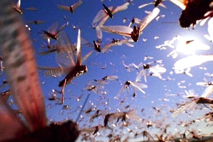 Check out swarm intelligence, essentially a living embodiment of social media in nature.